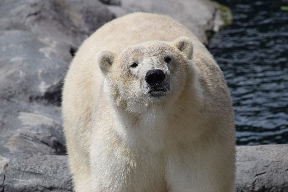 Polar Bears - Baffi.JPG (615 KB)